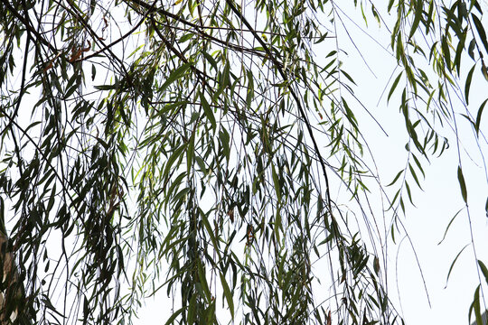 杨柳依依