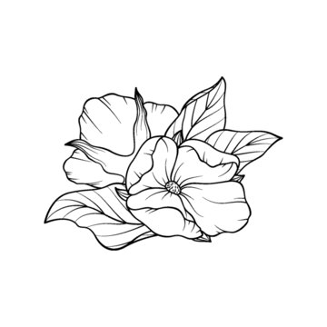 两朵开放的花