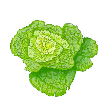 黄心菜