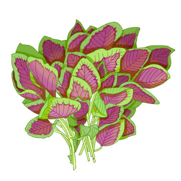 苋菜