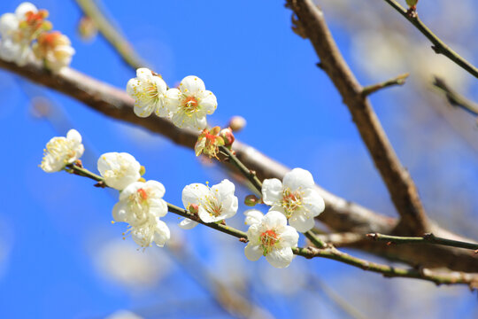 萝岗香雪梅花
