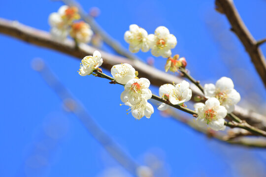 广州萝岗香雪梅花