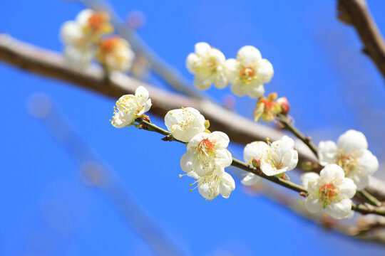 萝岗香雪梅花