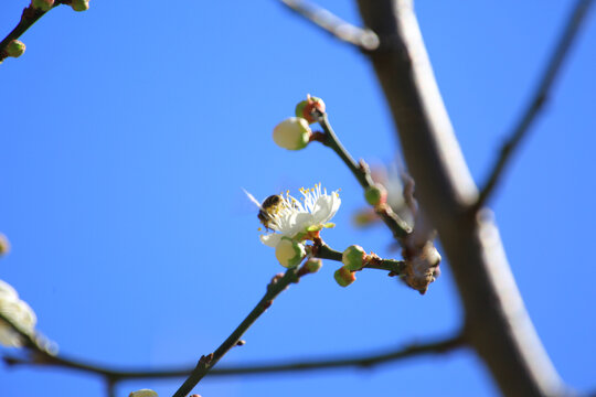 萝岗香雪梅花