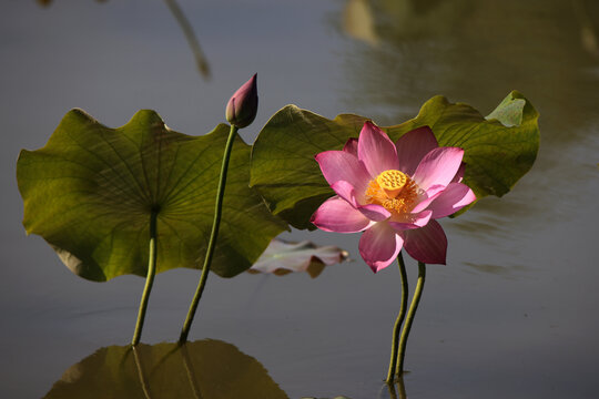 荷花