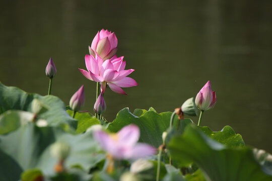 荷花