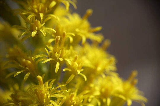 一枝黄花