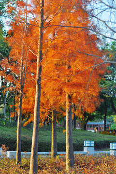金山湖公园落羽杉