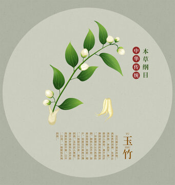 玉竹中草药插画