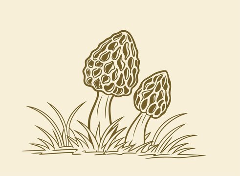 羊肚菌