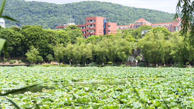 桃子湖风采