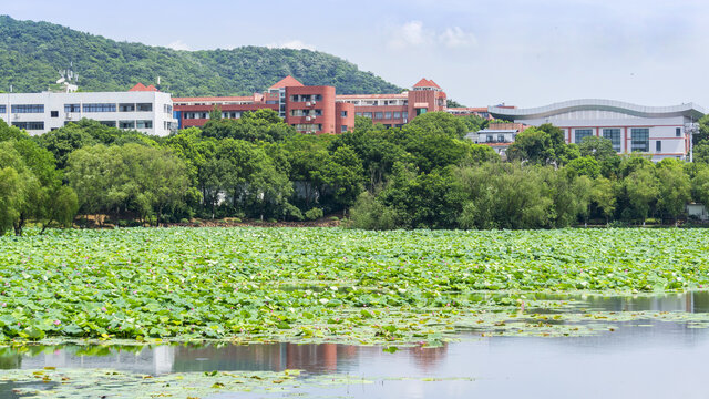 桃子湖风采
