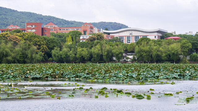 桃子湖风采