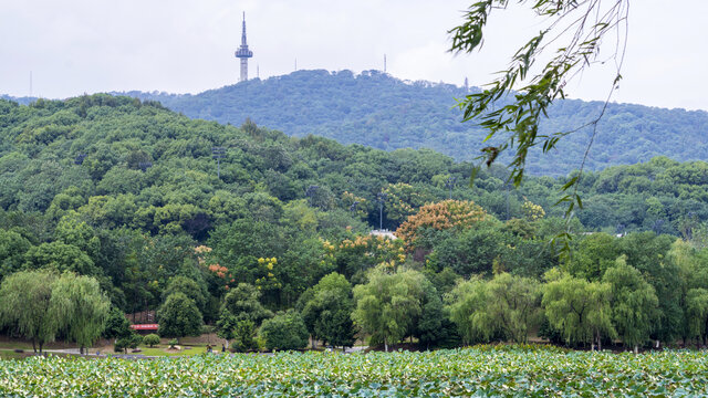 桃子湖风采