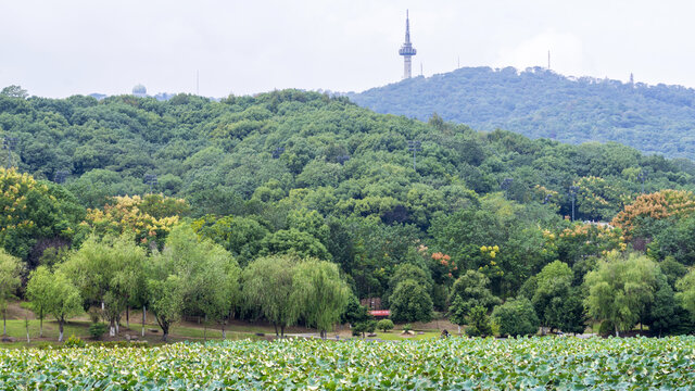 桃子湖风采
