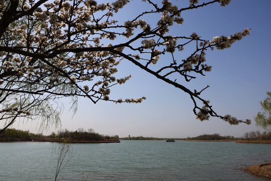 湖边桃花开