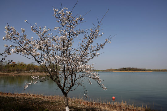 海棠花
