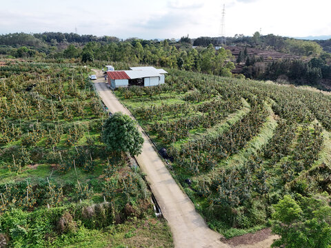柑橘种植果园