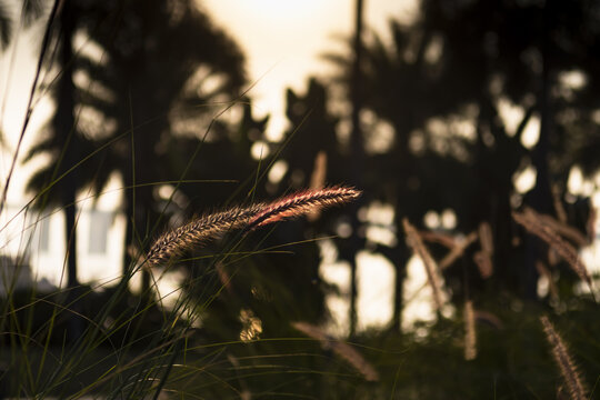 夕阳下的狗尾草