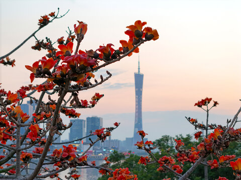 广州塔木棉花