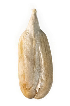 煮瓜子炒瓜子特写
