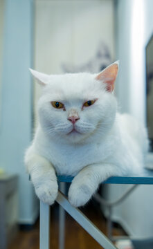 白色波斯猫