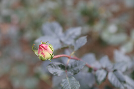玫瑰花蕾