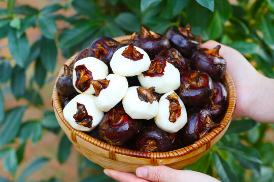 马蹄