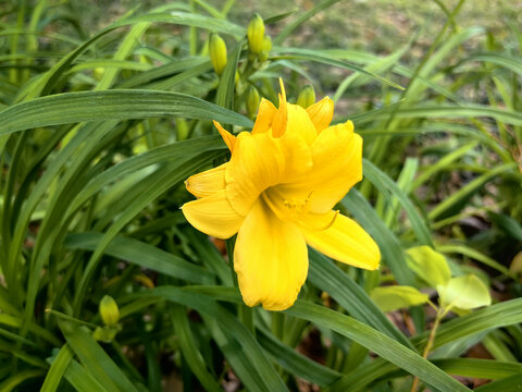 忘忧草花