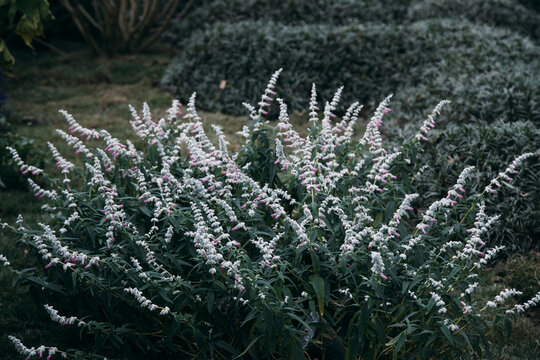墨西哥鼠尾草