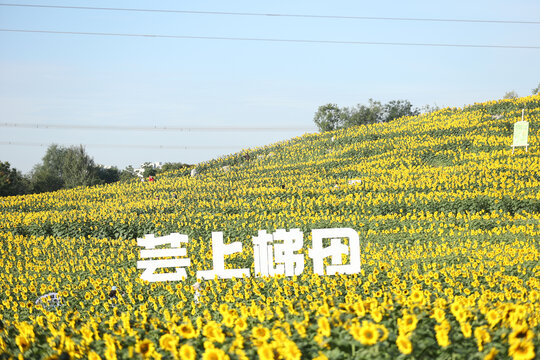 向日葵