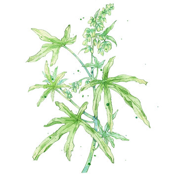 火麻仁手绘中药材水彩插画