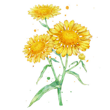 金沸草手绘中药材水彩插画