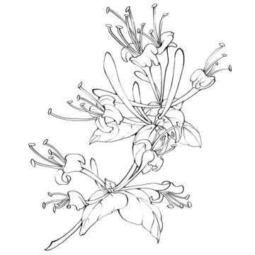 金银花线稿手绘中药材水彩插画