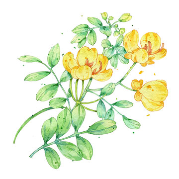 决明子手绘中药材水彩插画