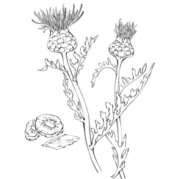 漏芦线稿手绘中药材水彩插画