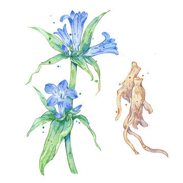 秦艽手绘中药材水彩插画