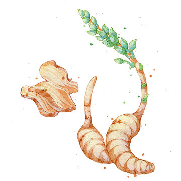 天麻手绘中药材水彩插画