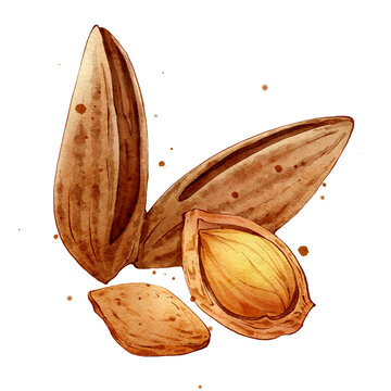 杏仁手绘中药材水彩插画
