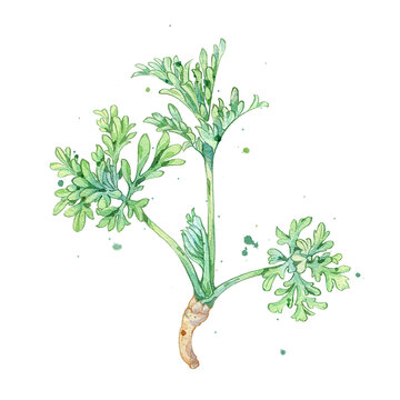 茵陈手绘中药材水彩插画