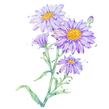 紫苑手绘中药材水彩插画