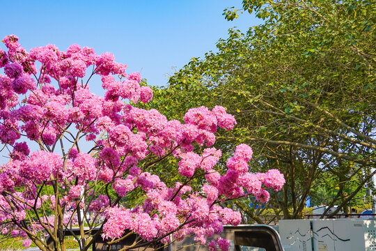 后海中心河公园紫花风铃木