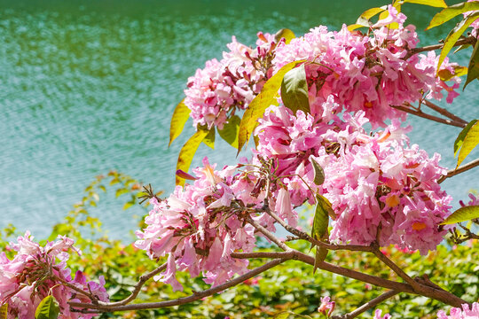 深圳后海中心河公园鲜花盛开