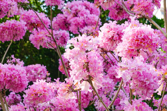 冬季盛开的鲜花