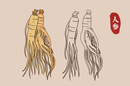 人参插画