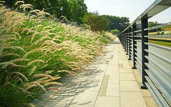 河涌碧道