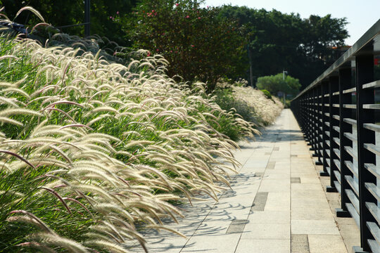 河涌碧道