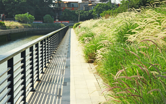 河涌碧道
