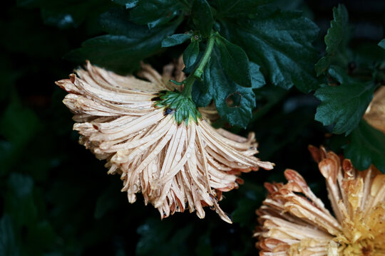 菊花
