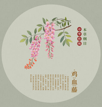 鸡血藤